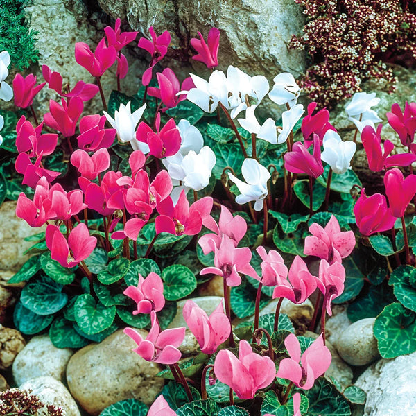 Cyclamen For Sale - Mixed Hardy Cyclamen