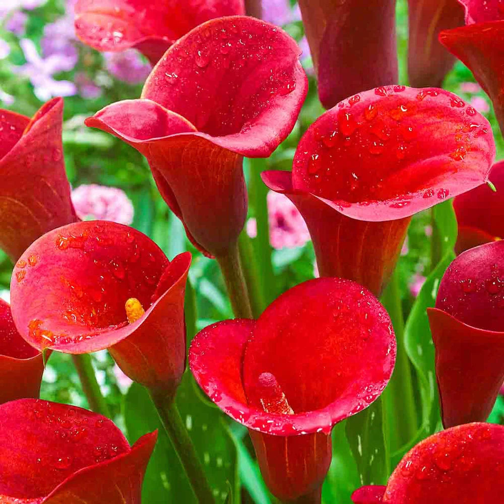 calla lily flower colors Hybrid Calla Lilies Red Alert