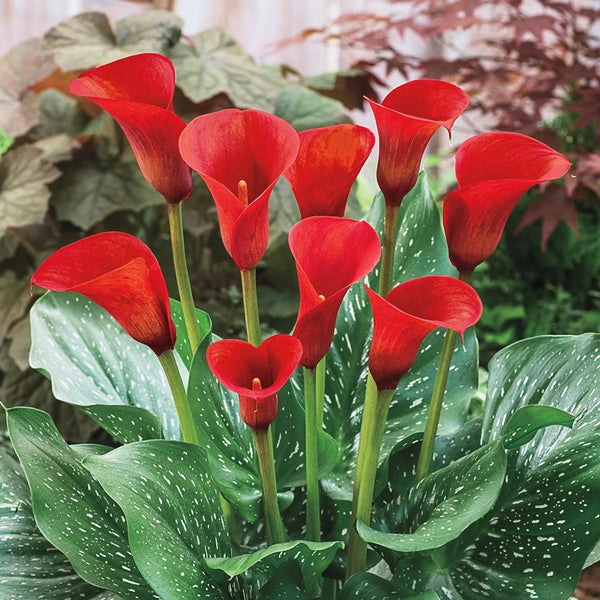 red and white calla lilies Hybrid Calla Lilies Red Alert