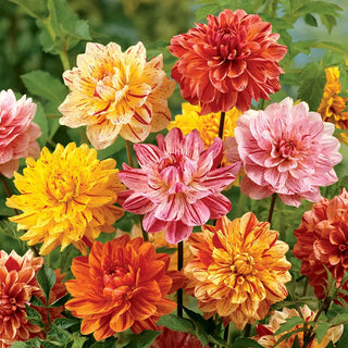 Rembrandt Dahlia Mixture
