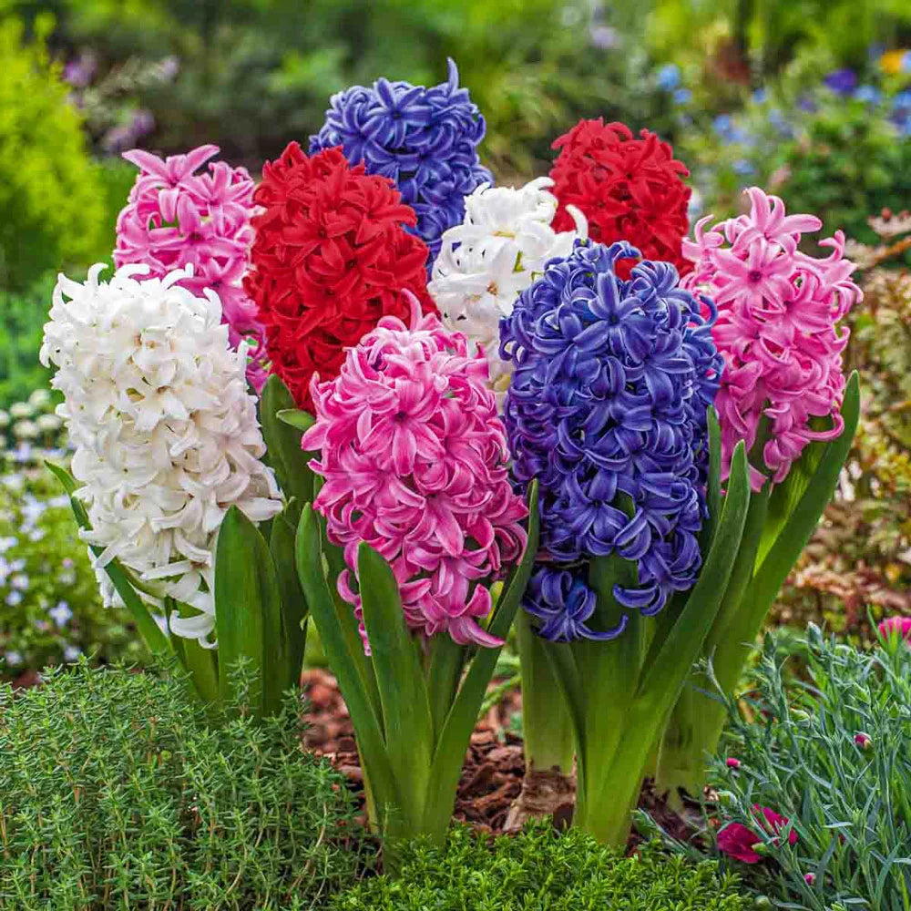 hyacinth flower seeds Mixed Hyacinths from K. van Bourgondien at Wholesale Prices