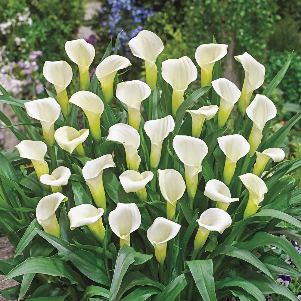 white calla lily pictures Free-Flowering Hybrid Calla Lily Intimate Ivory