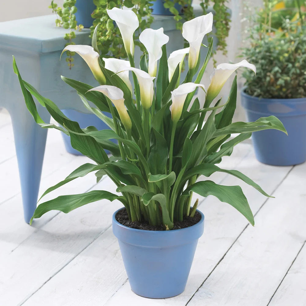 buy white calla lily bulbs Free-Flowering Hybrid Calla Lily Intimate Ivory