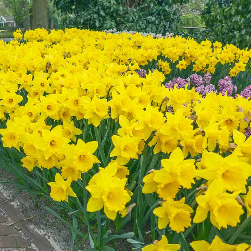 Golden yellow daffodils blooming in spring