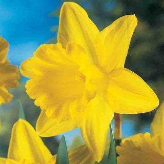 Trumpet Daffodil Improved King Alfred