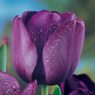 Triumph Tulip Negrita