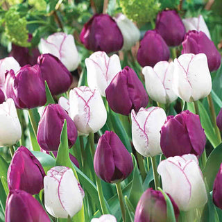 Triumph Tulip Negrita