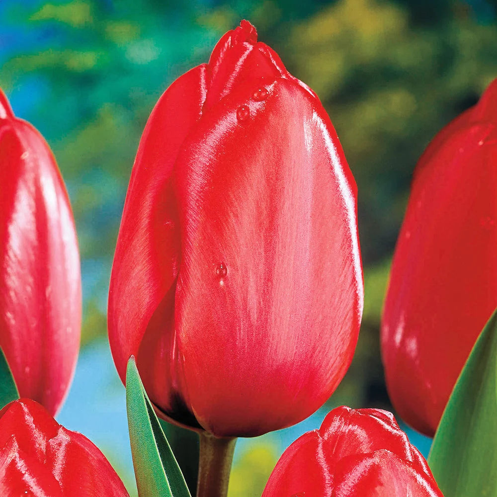 thumbnail image 2 of Tulip Darwin Hybrid Beauty Of Spring - 20 Bulbs - Longfield Gardens 2 of 12