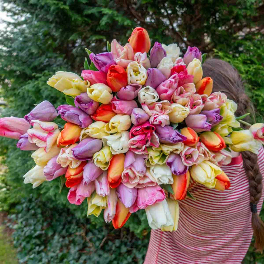 tulip potting mix Pastel Mayflowering Tulip Mix