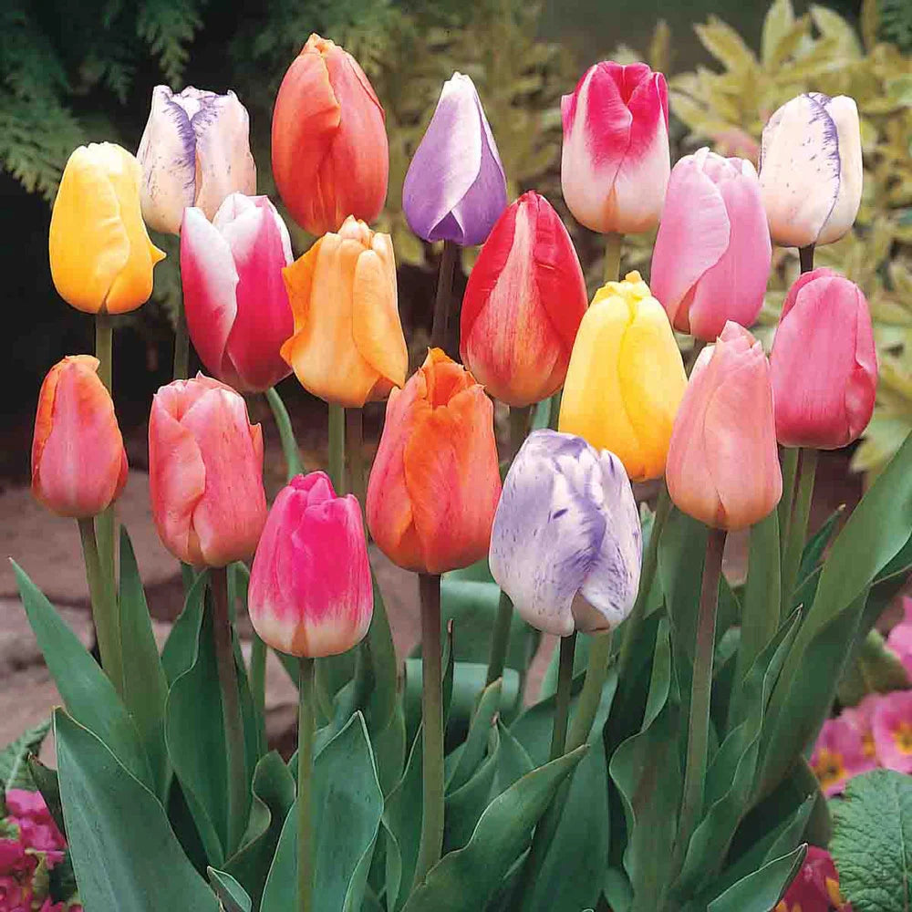 tulip potting mix Pastel Mayflowering Tulip Mix
