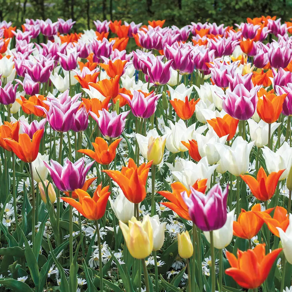 lily flower vs tulip Lily Flowering Tulip Mix