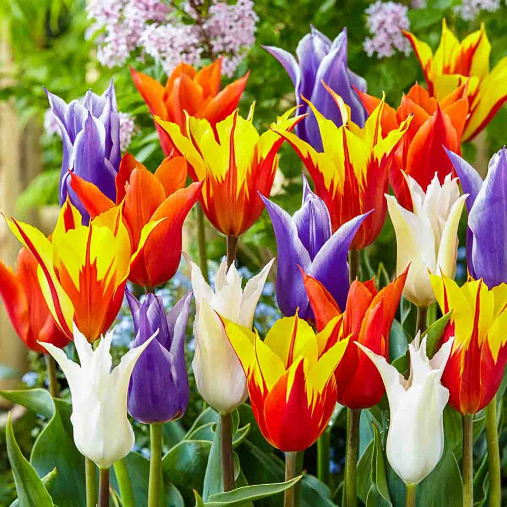 lily flower tulips Lily Flowering Tulip Mix