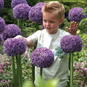 How to Grow Alliums