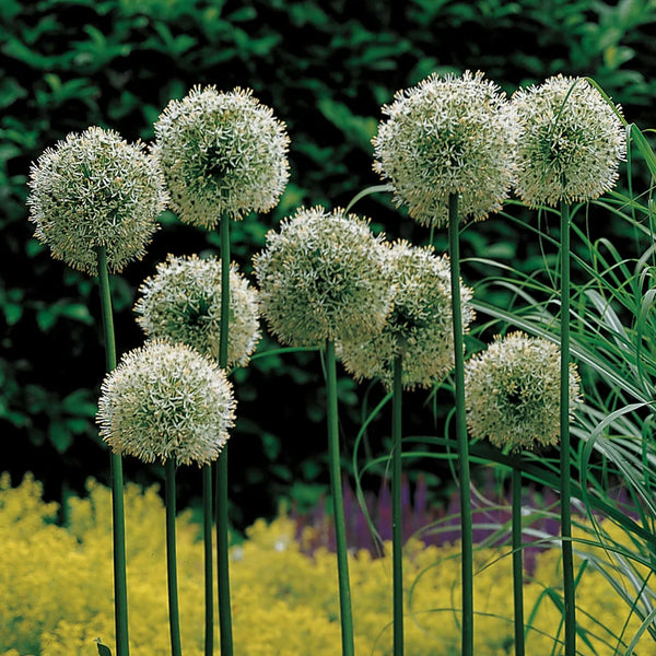 Allium Mount Everest Bulbs For Sale