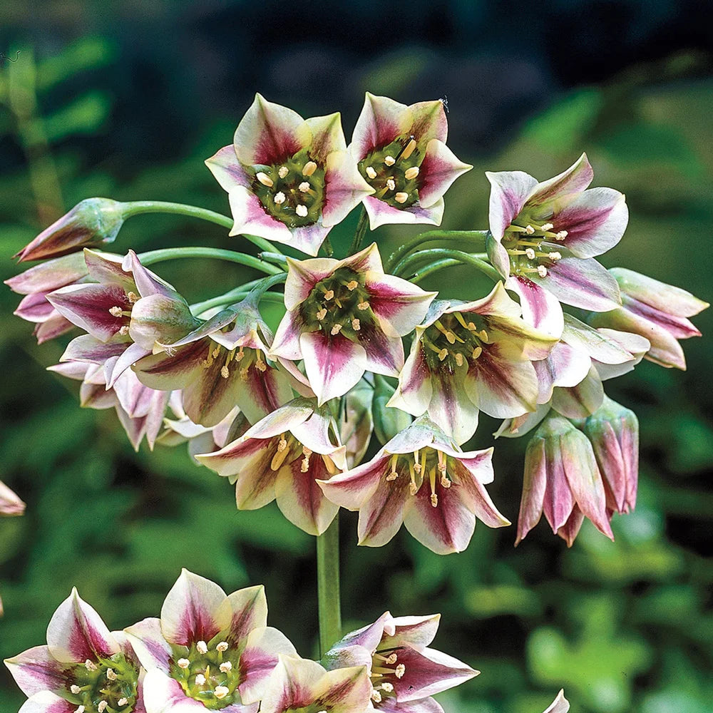 Nectaroscordum Siculum (Allium Bulgaricum) | Dutch Bulbs