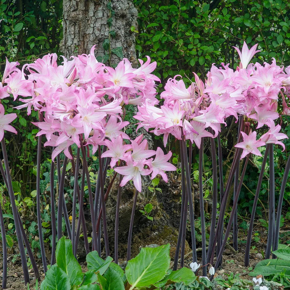 lady lily flower Amaryllis belladonna