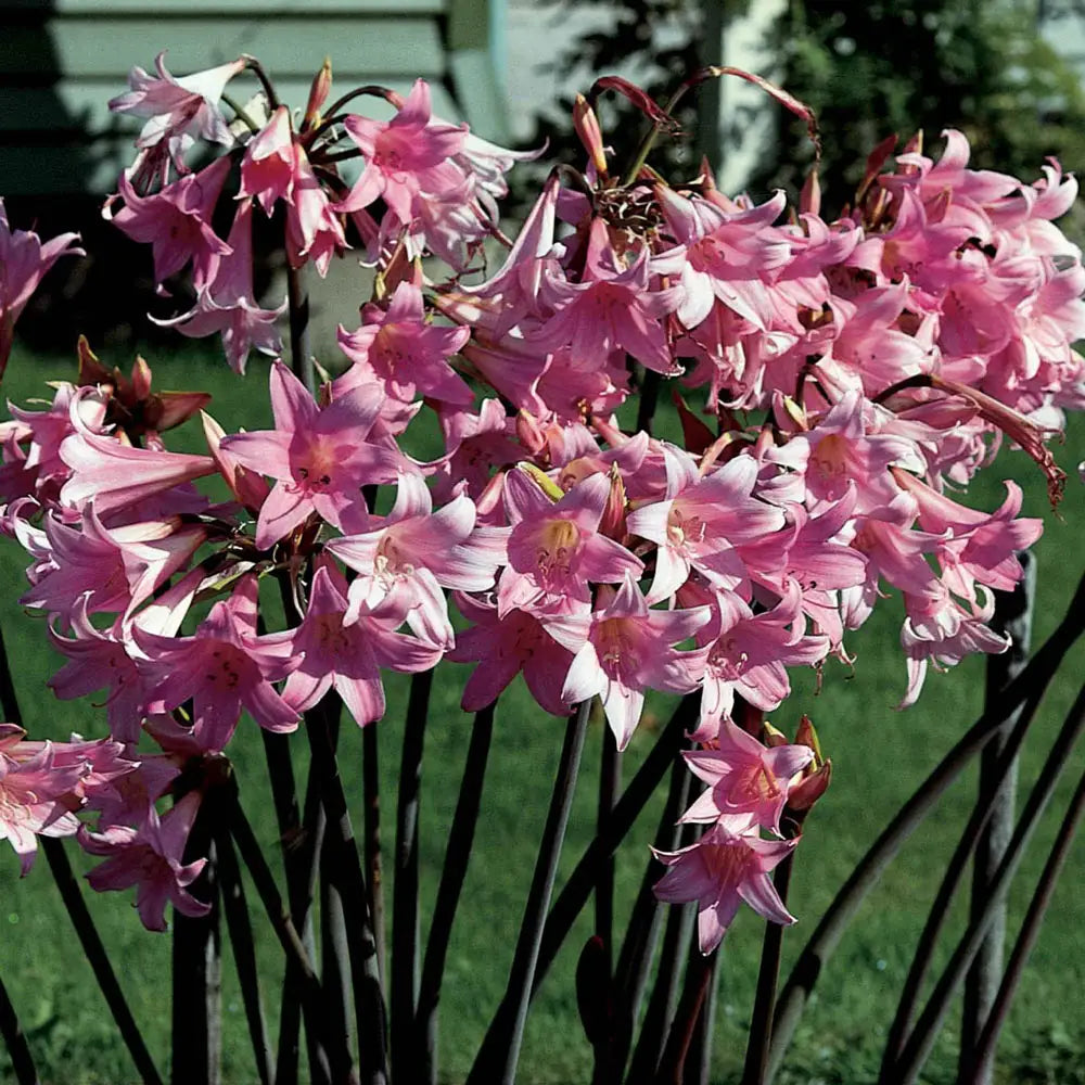 lily flower nude Amaryllis belladonna