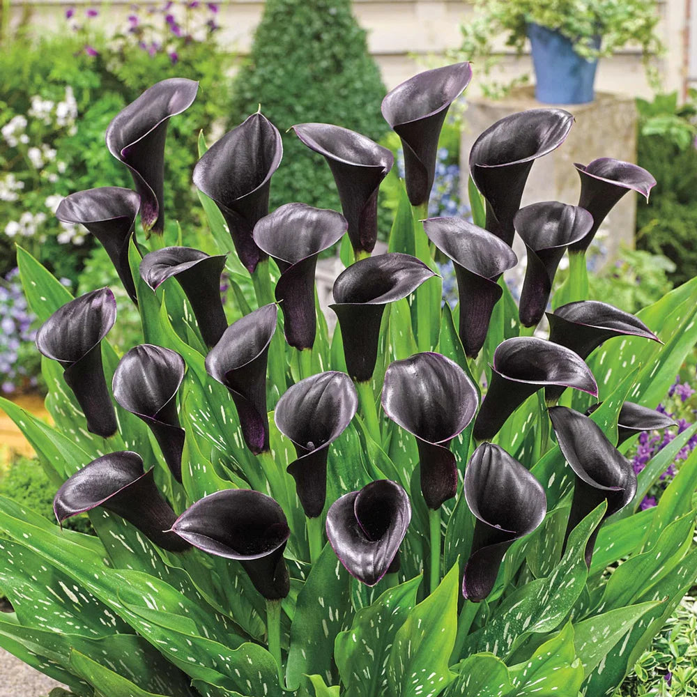 kali lily flower Free-Flowering Hybrid Calla Lily Odessa