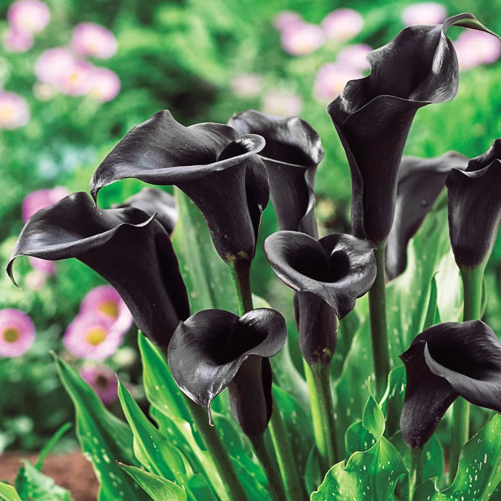 plage calla lily ジレ (black) Captain Black Calla Lily plage calla lily ジレ (black) Captain Black Calla Lily