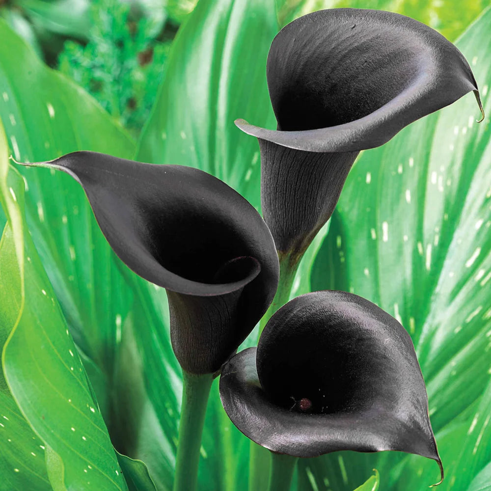 plage calla lily ジレ (black) Free-Flowering Hybrid Calla plage calla lily ジレ (black) Free-Flowering Hybrid Calla