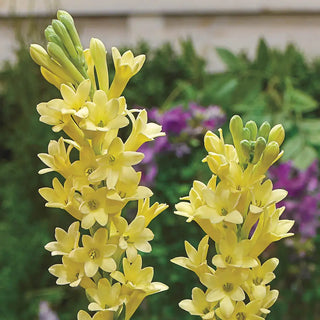 Tuberoses (Polianthes) Yellow Baby