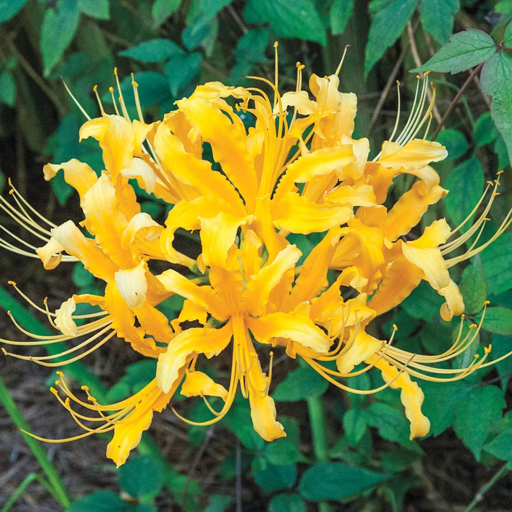 golden spider lily Lycoris aurea (Golden Spider Lily)
