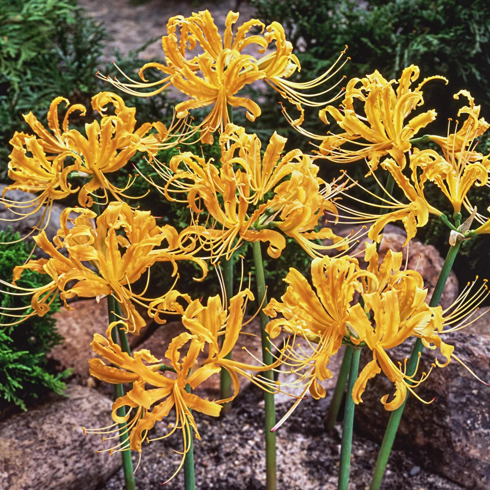 golden spider lily plant Lycoris aurea (Golden Spider Lily)