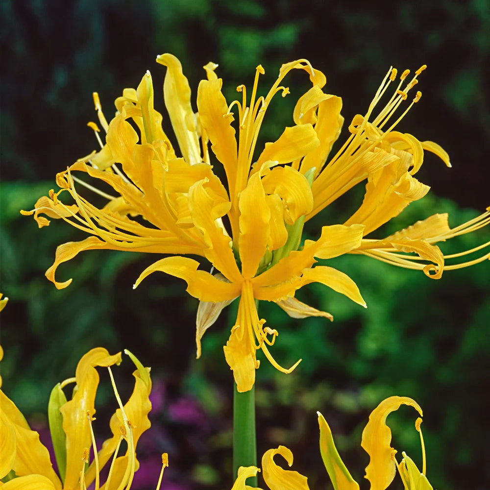 yellow spider lily bulbs Lycoris aurea (Golden Spider Lily)