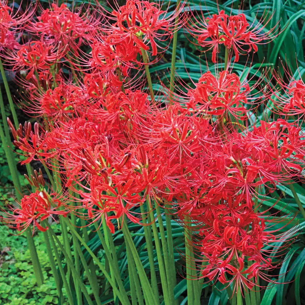 red spider lily lucid dreaming Lycoris radiata (Red Spider Lily)