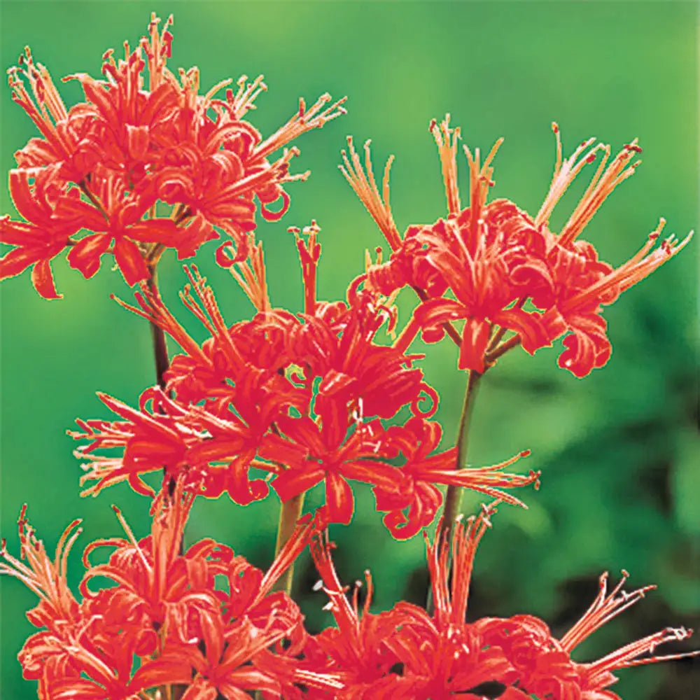 where can i buy spider lilies Lycoris radiata (Red Spider Lily)