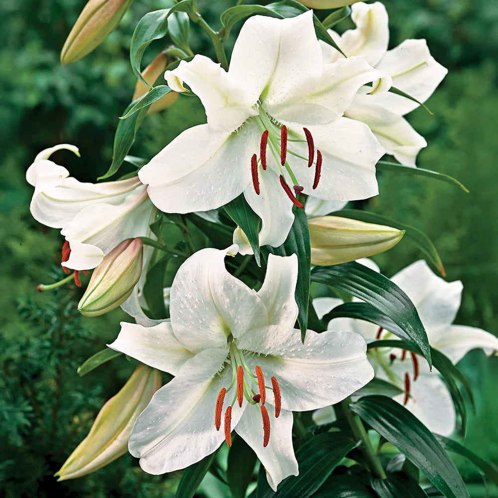 white lily house Oriental Lily Casa Blanca