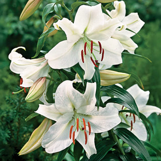 Casa Blanca Oriental Lily
