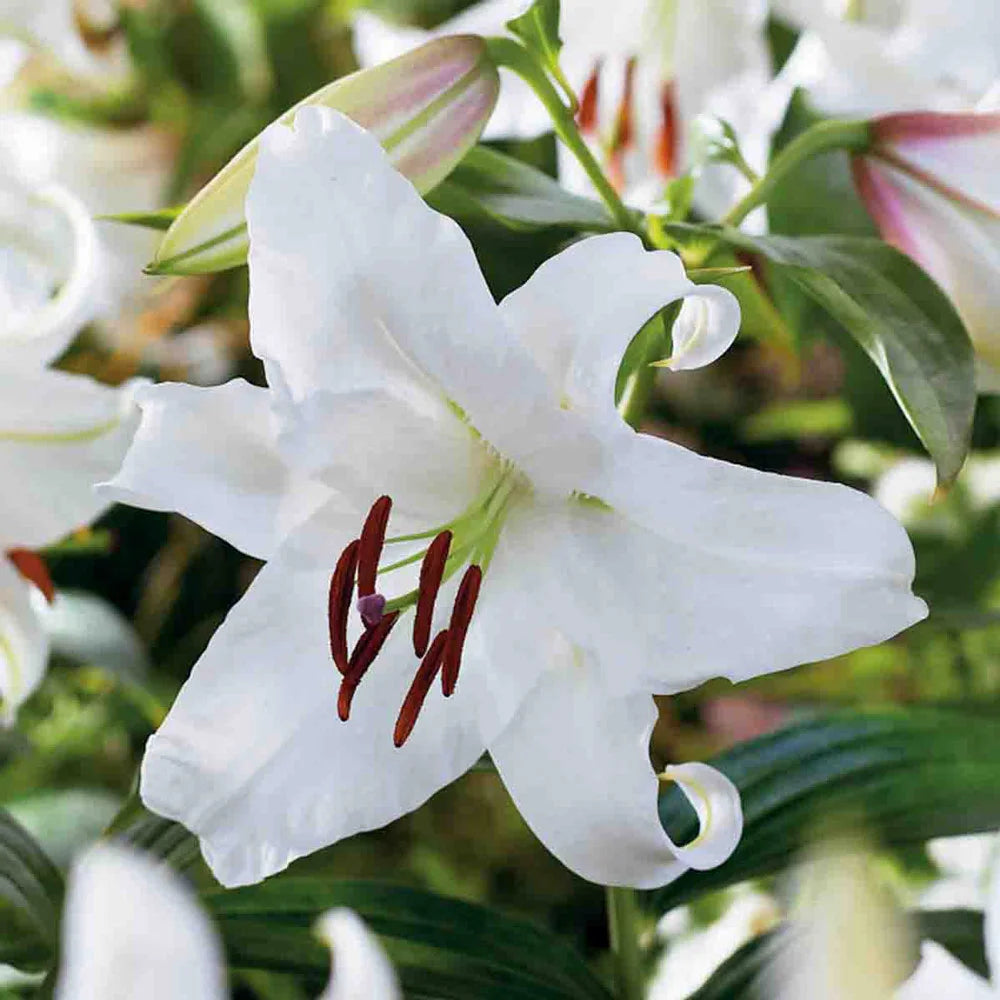 white lily color Oriental Lily Casa Blanca