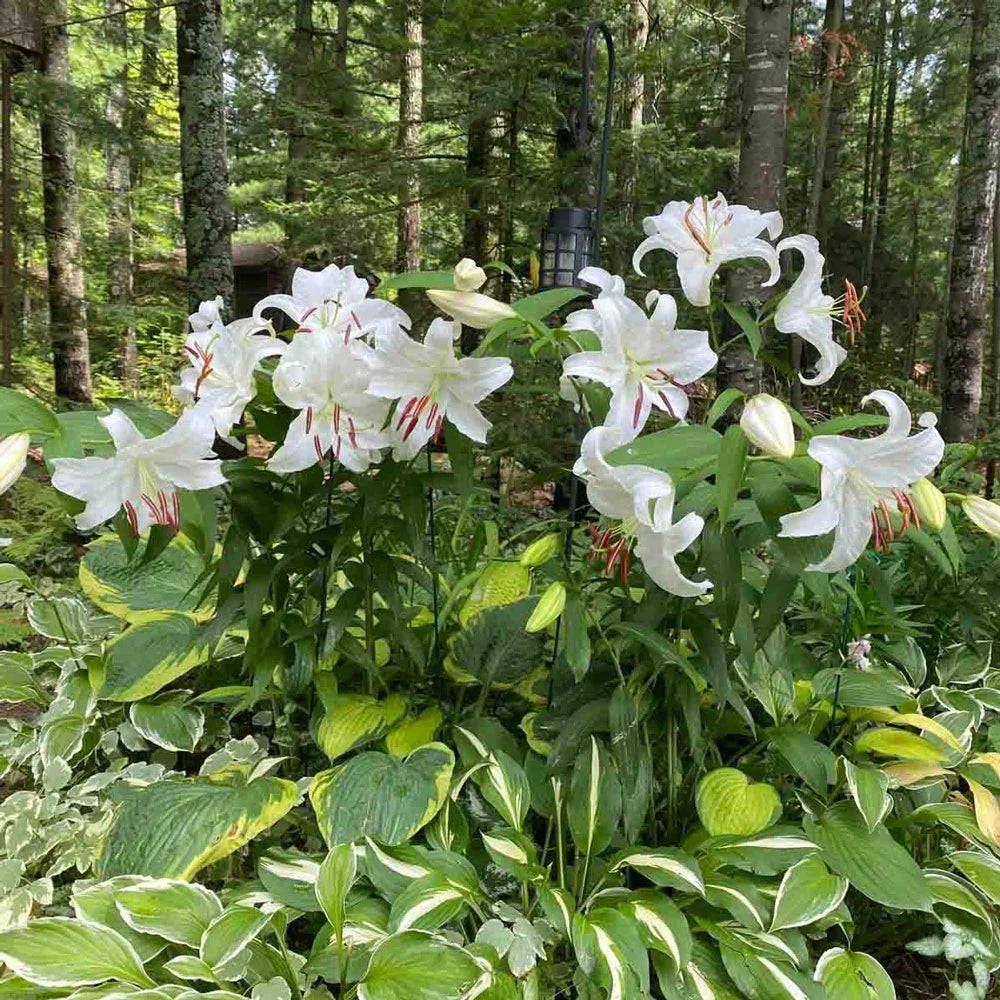 lily white plant Oriental Lily Casa Blanca