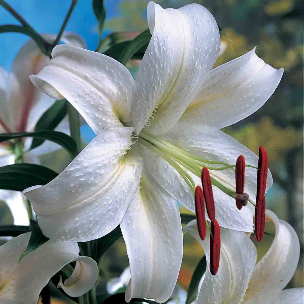 warna lily white Oriental Lily Casa Blanca