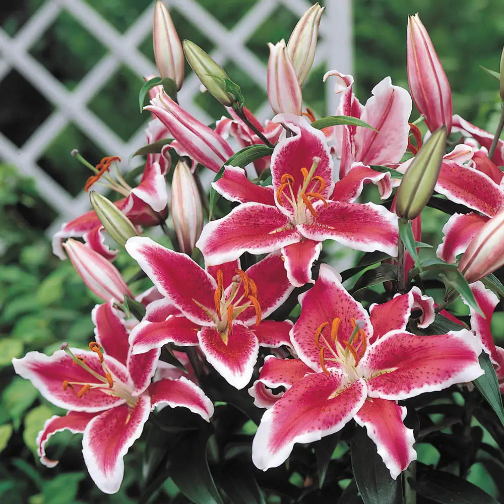 red star lily flower Star Gazer Oriental Lily Bulbs