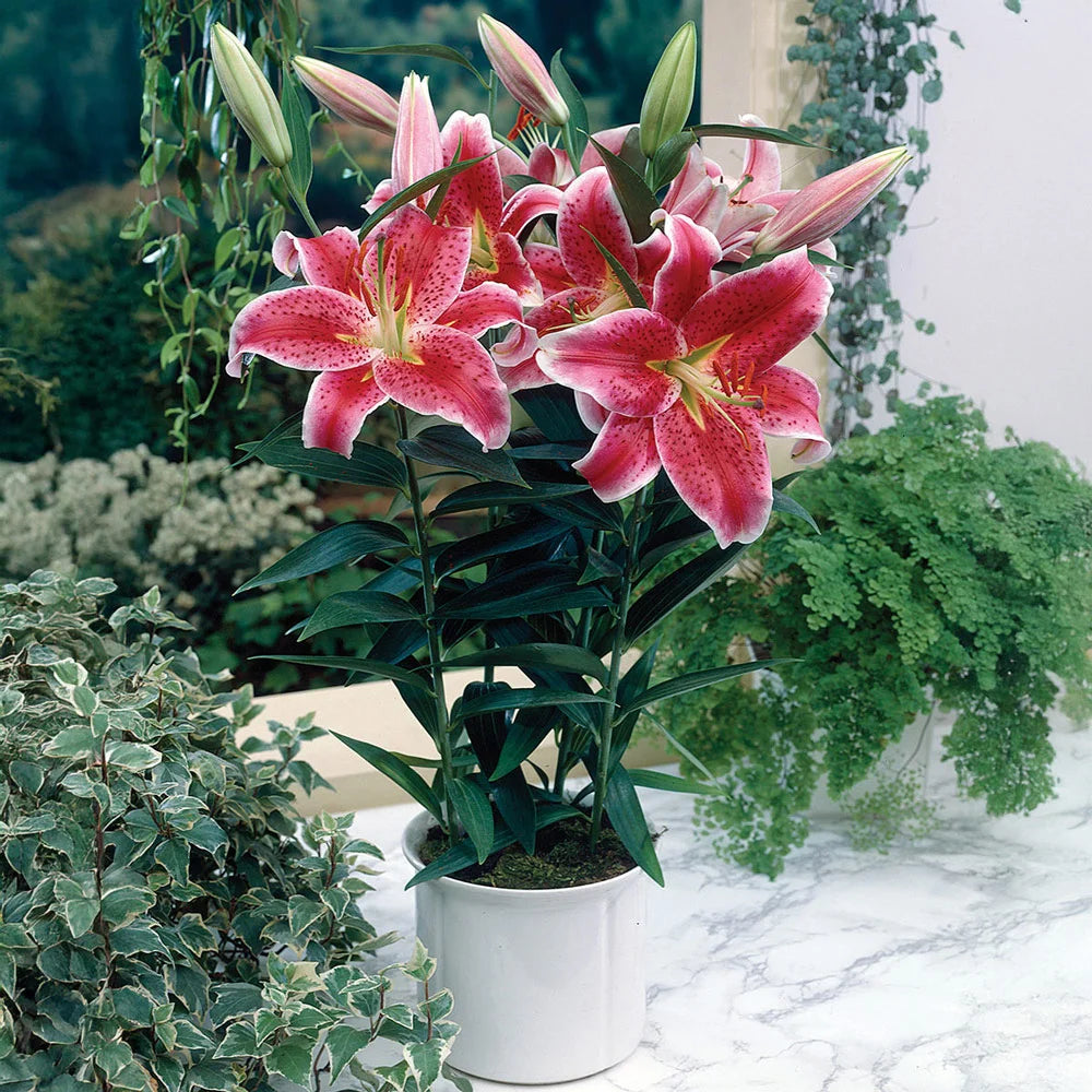 asiatic lily bulbs sale Oriental Lily Star Gazer