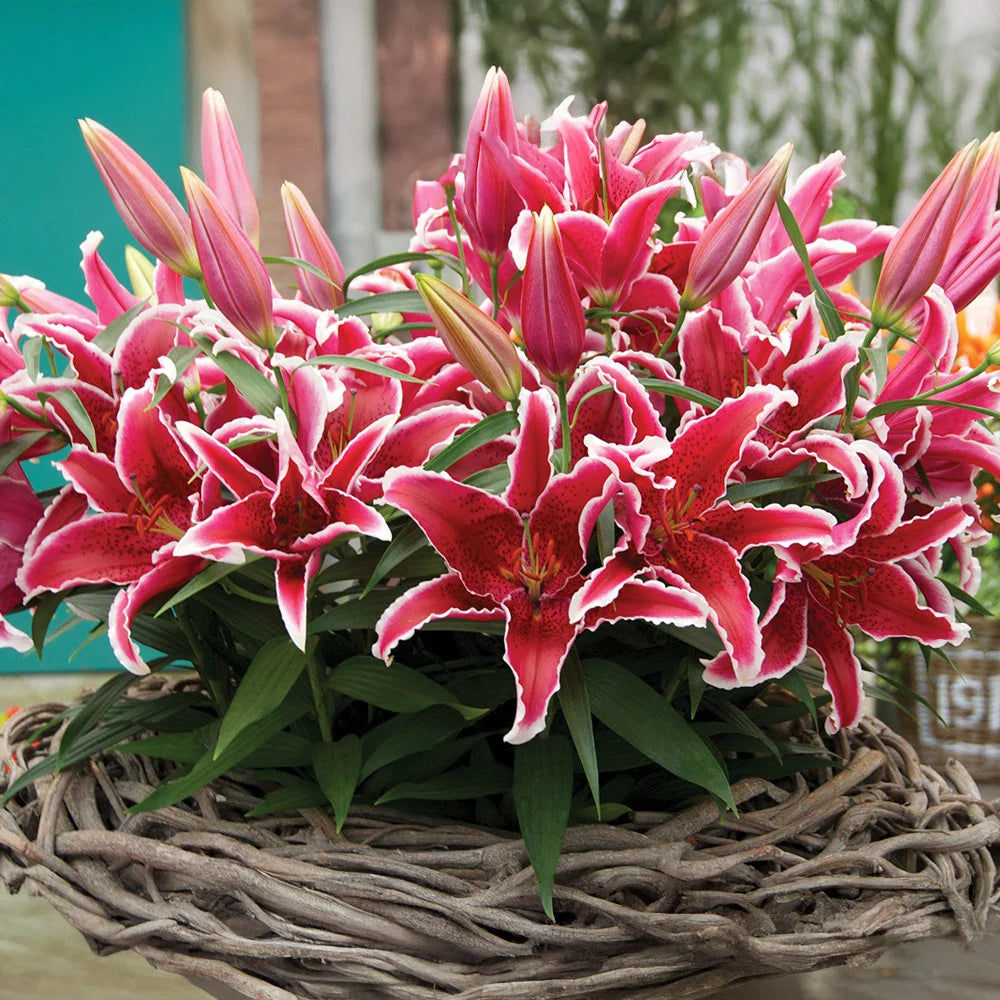 are stargazer lilies asiatic or oriental Oriental Lily Star Gazer