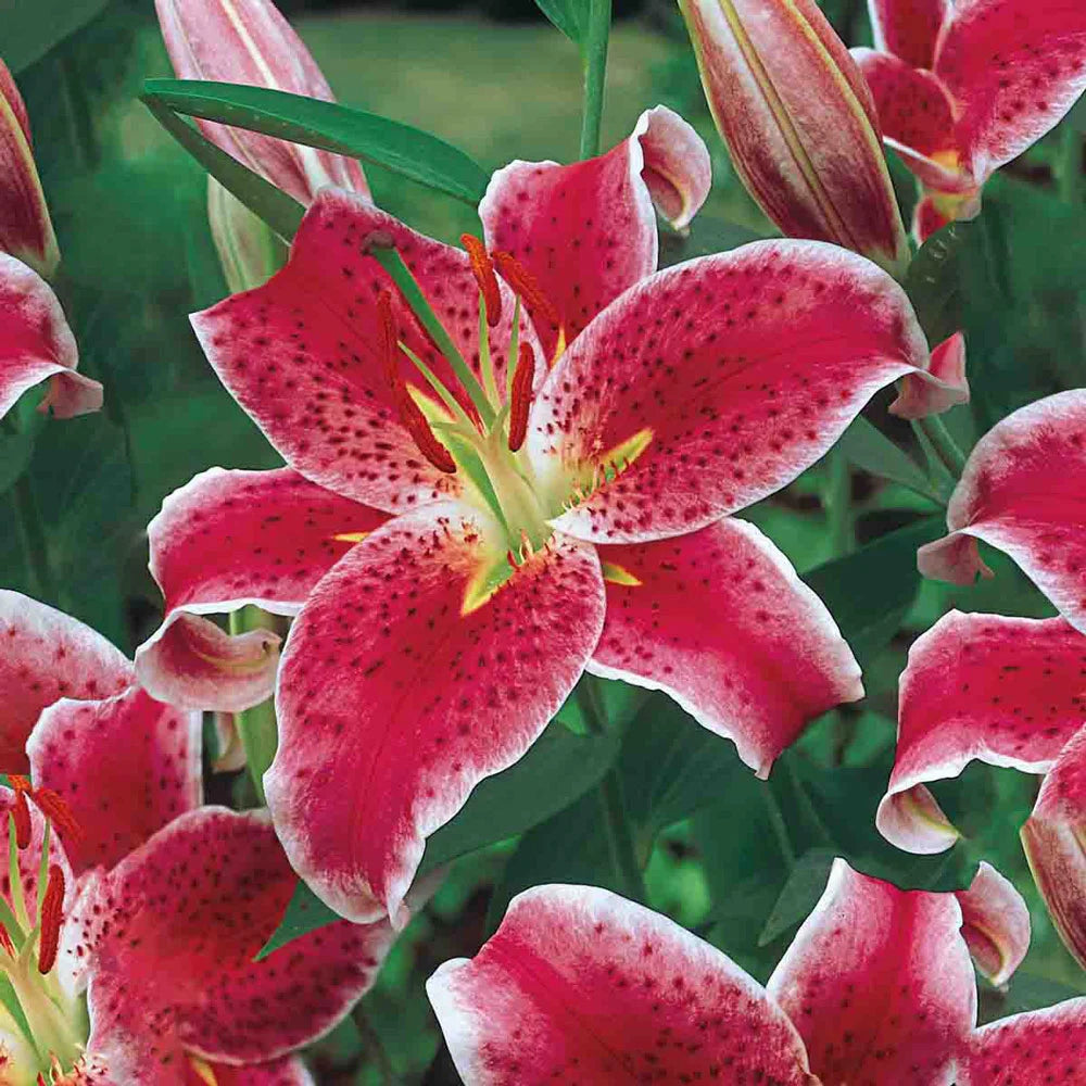 are stargazer lilies asiatic or oriental Star Gazer Oriental Lily Bulbs