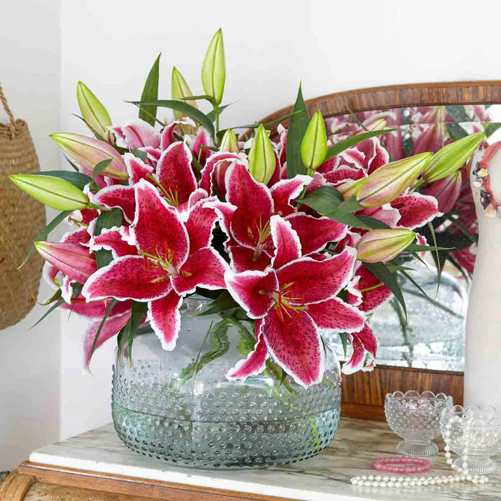 red star lily flower Oriental Lily Star Gazer