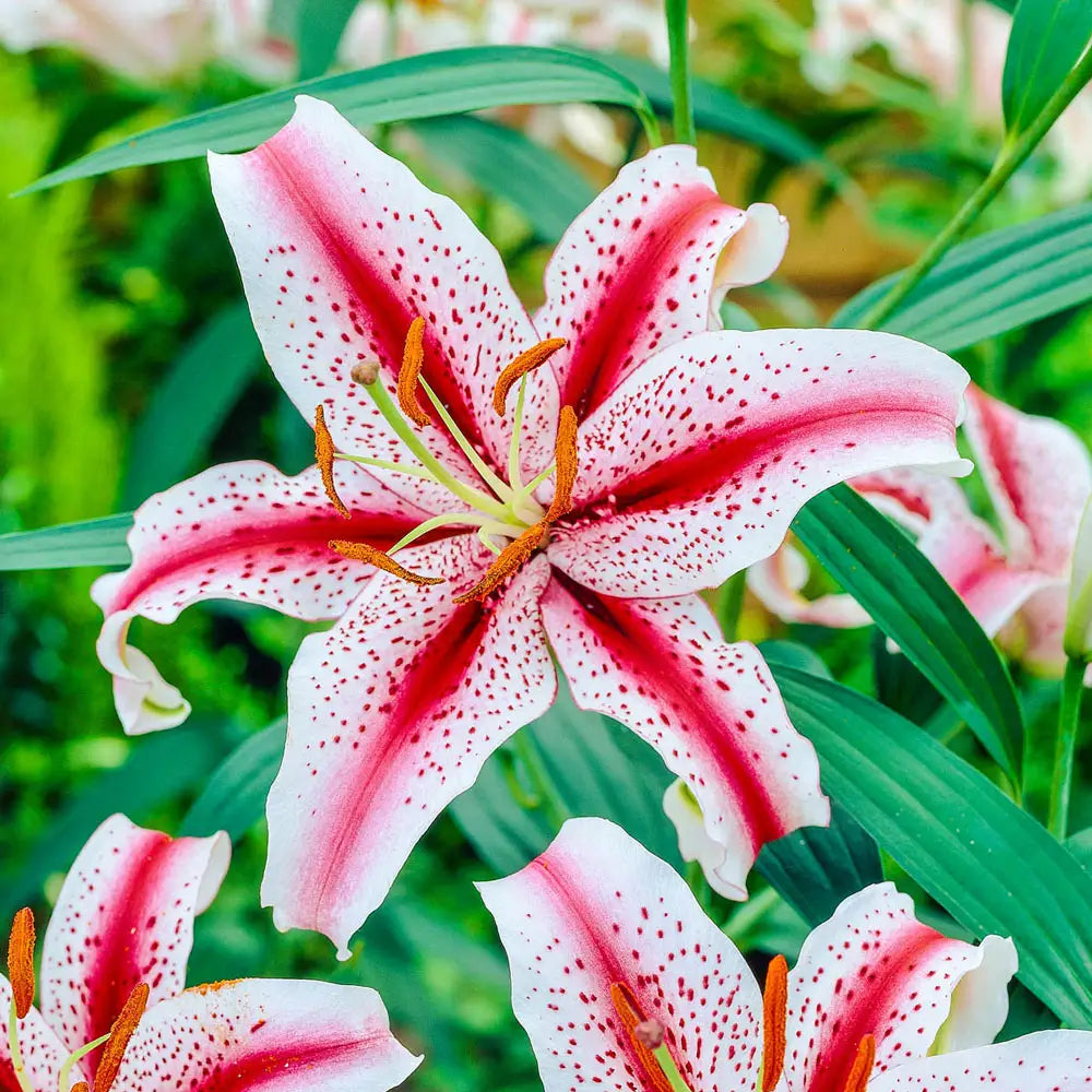 dutch asiatic lily Oriental Lily Dizzy