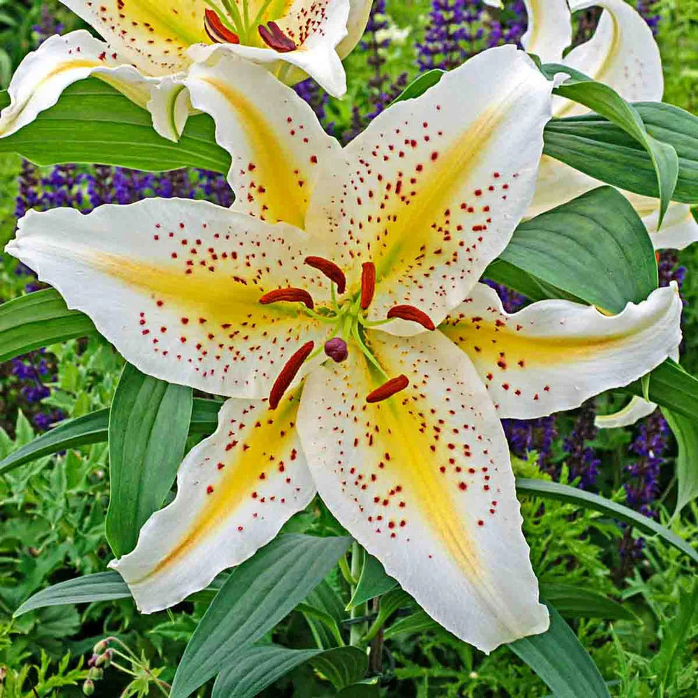 tiger lily gold band Oriental Lily Gold Band