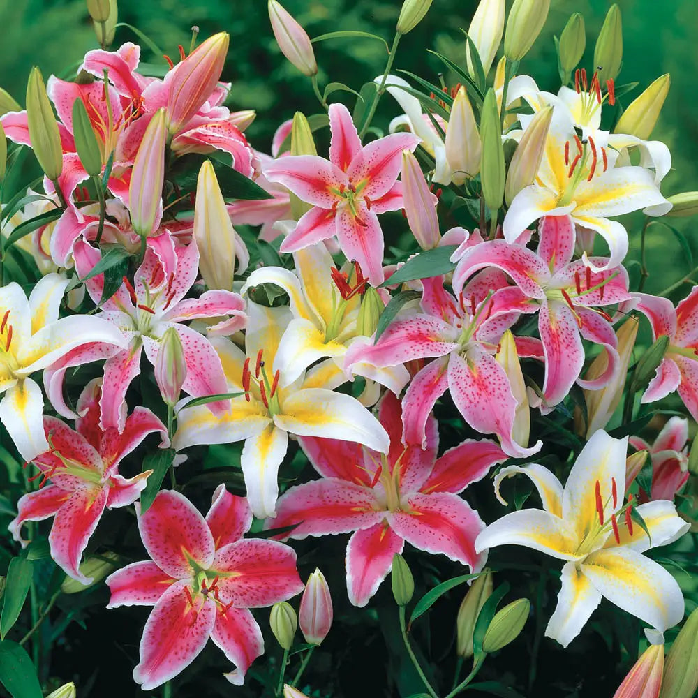 asiatic lily mix Oriental Lily Mix