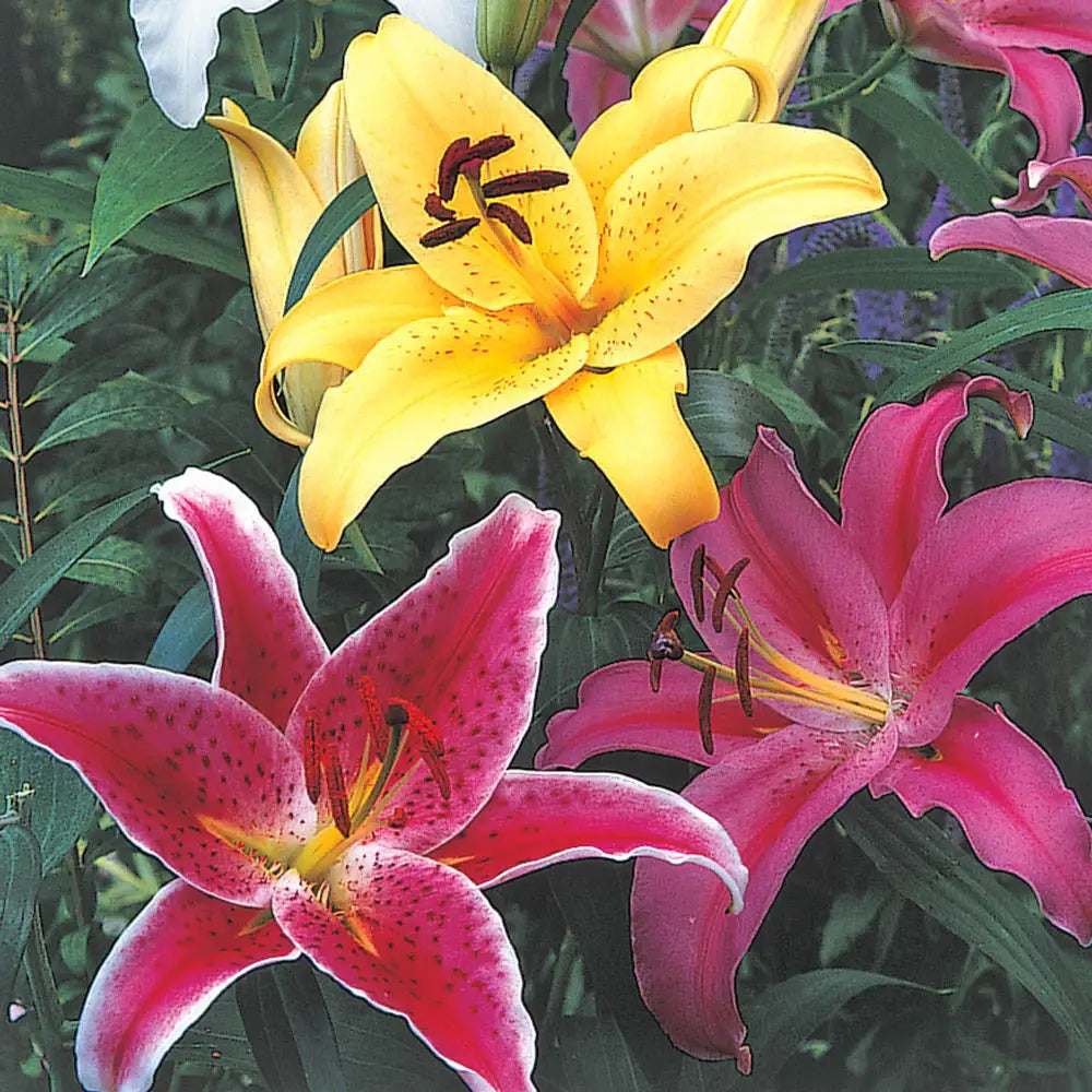 lily flower colors Oriental Lily Mix