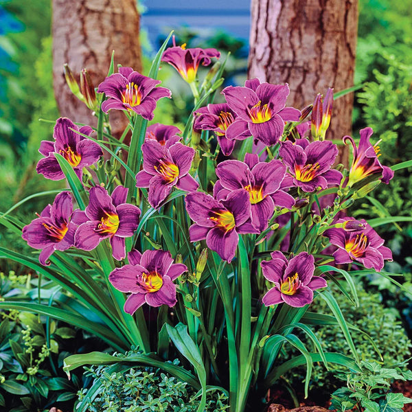 planting stella d'oro daylily seeds Daylily Purple d'Oro