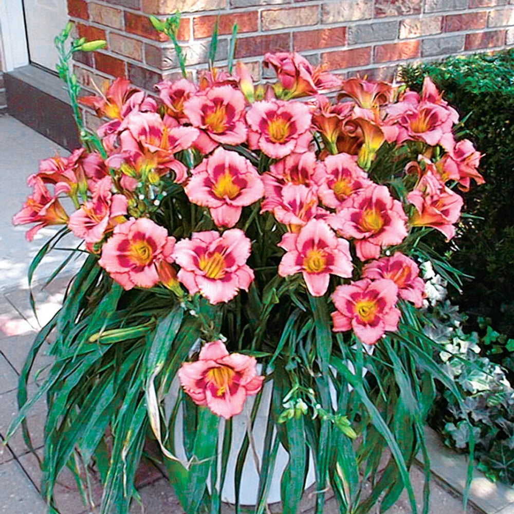 candy lily flower Daylily Strawberry Candy
