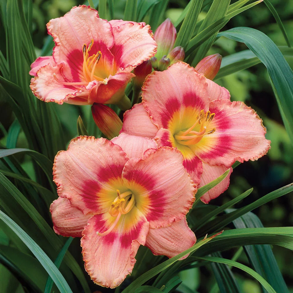 candy lily flower Daylily Strawberry Candy