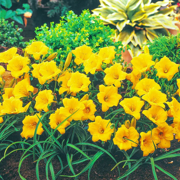Stella dOro Daylily (Hemerocallis) For Sale | Dutch Bulbs Stella dOro Daylily (Hemerocallis) For Sale | Dutch Bulbs