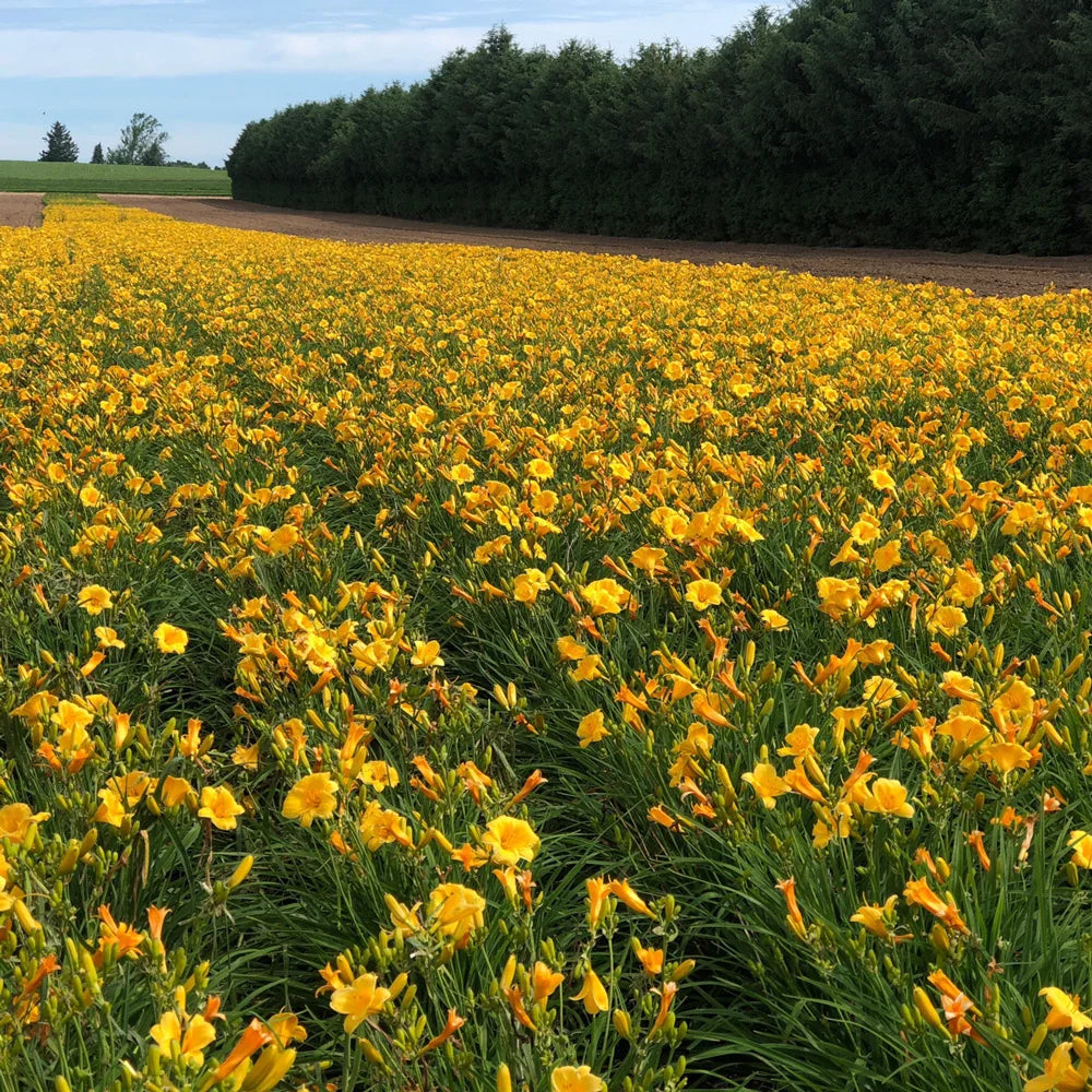 planting stella d'oro daylily seeds Daylily Stella d'Oro