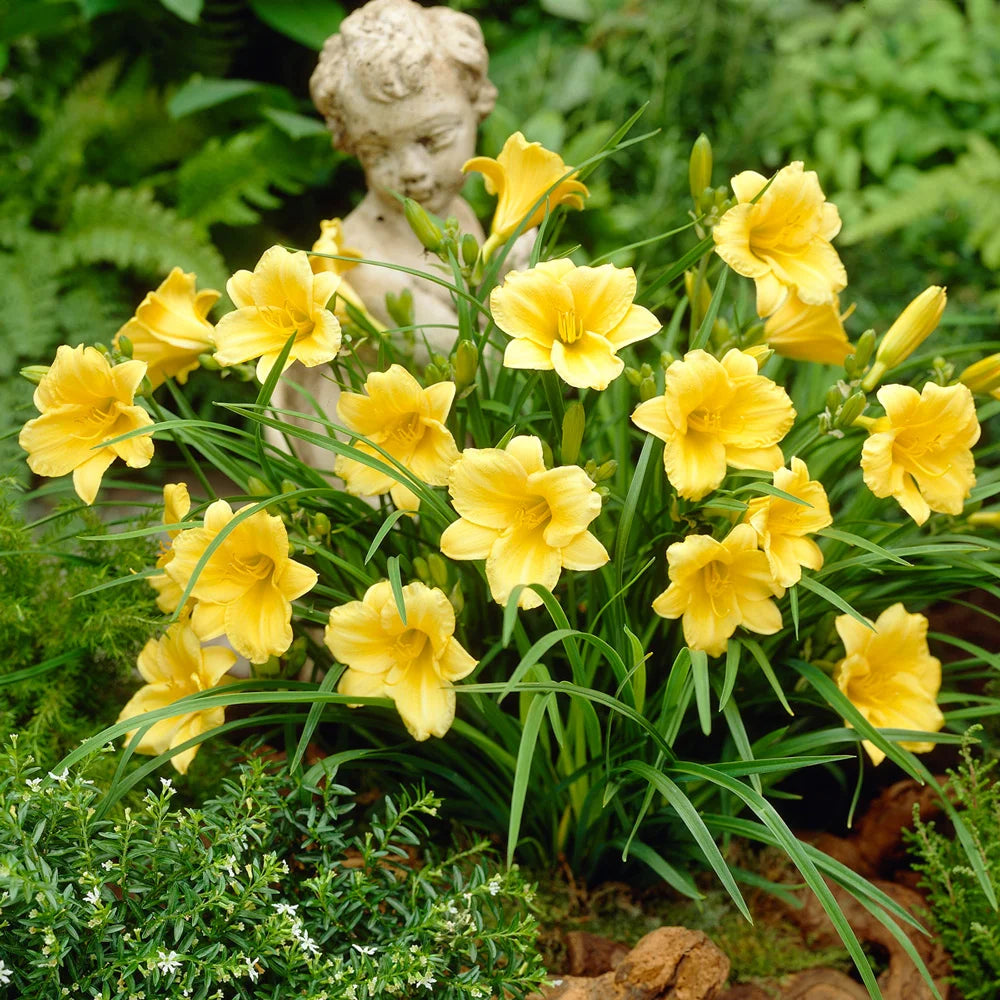 planting stella d'oro daylily seeds Daylily Stella d'Oro